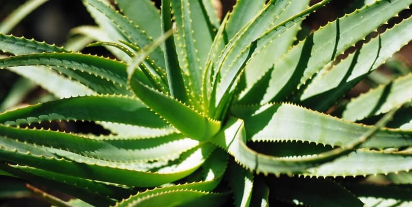 Aloe Vera para calmar los ardores de la Erisipela